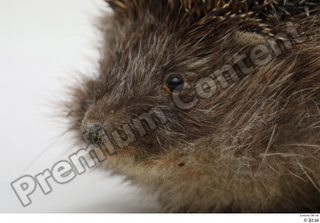 Hedgehog - Erinaceus europaeus  3 eye mouth 0002.jpg